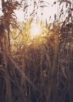 Wiesengräser mit Abendsonne